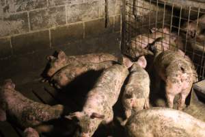 Pigs in grower pens - Captured at Glasshouse Country Farms, Beerburrum QLD Australia.