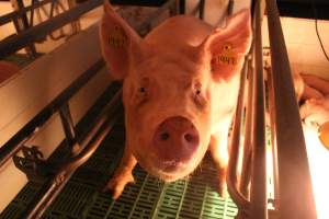 Sow in crate - Captured at Glasshouse Country Farms, Beerburrum QLD Australia.