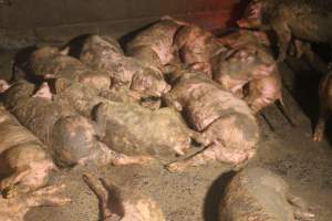 Pigs in Grower Pen - Captured at Glasshouse Country Farms, Beerburrum QLD Australia.