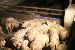 Piglets in grower pen - Captured at Glasshouse Country Farms, Beerburrum QLD Australia.