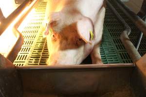 Sow in crate - Captured at Glasshouse Country Farms, Beerburrum QLD Australia.