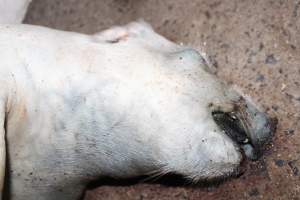 Dead piglet on the Floor - Captured at Glasshouse Country Farms, Beerburrum QLD Australia.