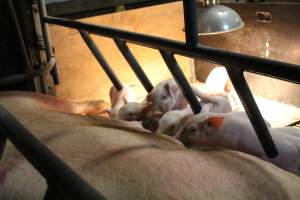 Piglets feeding - Captured at Glasshouse Country Farms, Beerburrum QLD Australia.