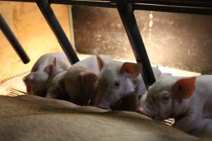 Piglets feeding - Captured at Glasshouse Country Farms, Beerburrum QLD Australia.