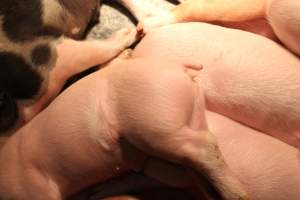 Piglets with their tails cut off - Captured at Glasshouse Country Farms, Beerburrum QLD Australia.