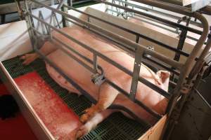 Sow in Crate - Captured at Glasshouse Country Farms, Beerburrum QLD Australia.