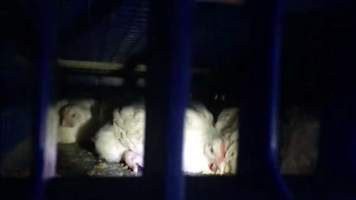 Captured at Cordina Chicken Slaughterhouse, Girraween NSW Australia.