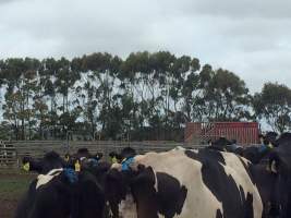 The slaughter truck - Captured at Unknown Dairy, Timboon VIC Australia.