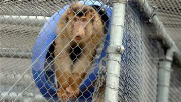 Captured at National Primate Breeding and Research Centre, Hazelwood South VIC Australia.