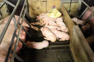 Piglets Sleeping - Captured at Glasshouse Country Farms, Beerburrum QLD Australia.