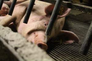 Sow in farrowing crate - Captured at Glasshouse Country Farms, Beerburrum QLD Australia.