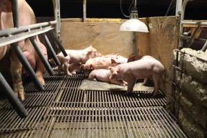 Piglets in corner of crate - Captured at Glasshouse Country Farms, Beerburrum QLD Australia.