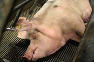 Sow sleeping - Captured at Glasshouse Country Farms, Beerburrum QLD Australia.