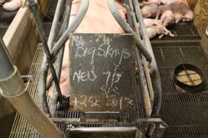 Details of piglets - Captured at Glasshouse Country Farms, Beerburrum QLD Australia.