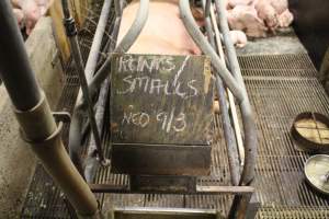 Chalk board with details of Runts and smalls in the litter - Captured at Glasshouse Country Farms, Beerburrum QLD Australia.