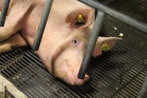 Sow in crate - Captured at Glasshouse Country Farms, Beerburrum QLD Australia.