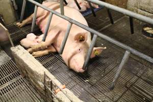 Sow in Crate Other - Captured at Glasshouse Country Farms, Beerburrum QLD Australia.