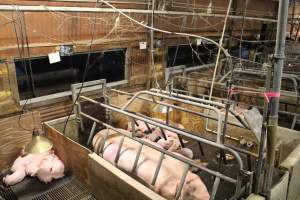 Sows and piglets - Captured at Glasshouse Country Farms, Beerburrum QLD Australia.