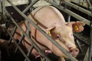 Sow in Crate - Captured at Glasshouse Country Farms, Beerburrum QLD Australia.