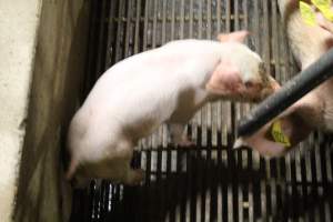 Piglet in Crate - Captured at Glasshouse Country Farms, Beerburrum QLD Australia.