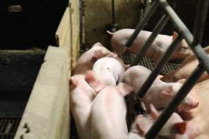 Piglets together - Captured at Glasshouse Country Farms, Beerburrum QLD Australia.