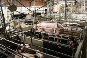 Sow standing up - Captured at Glasshouse Country Farms, Beerburrum QLD Australia.