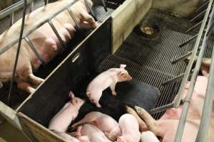 Piglets in Crate - Captured at Glasshouse Country Farms, Beerburrum QLD Australia.