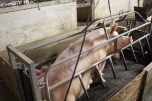 Sow looking forward in Crate - Captured at Glasshouse Country Farms, Beerburrum QLD Australia.