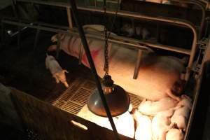 Sow Sleeping in Crate - Captured at Glasshouse Country Farms, Beerburrum QLD Australia.