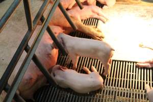 Piglets feeding - Captured at Glasshouse Country Farms, Beerburrum QLD Australia.