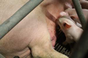 Piglets feeding - Captured at Glasshouse Country Farms, Beerburrum QLD Australia.