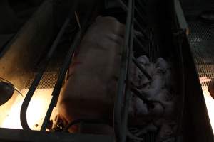 Piglets huddled up - Captured at Glasshouse Country Farms, Beerburrum QLD Australia.