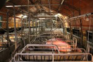 Farrowing Shed - Captured at Glasshouse Country Farms, Beerburrum QLD Australia.