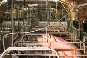Farrowing Shed Other - Captured at Glasshouse Country Farms, Beerburrum QLD Australia.