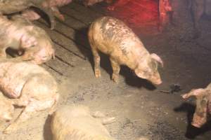 Pigs living in waste - Captured at Glasshouse Country Farms, Beerburrum QLD Australia.