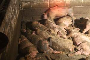 Pigs living in own waste - Captured at Glasshouse Country Farms, Beerburrum QLD Australia.