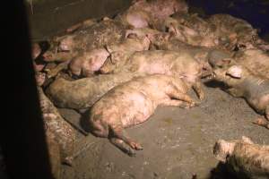 Pigs sleeping in waste - Captured at Glasshouse Country Farms, Beerburrum QLD Australia.