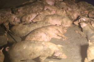 Pigs sleeping together in their own waste - Captured at Glasshouse Country Farms, Beerburrum QLD Australia.