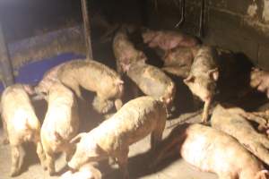 Pigs walking in waste - Captured at Glasshouse Country Farms, Beerburrum QLD Australia.
