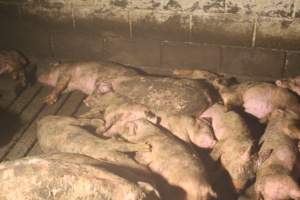 Pigs huddled and sleeping together in their own waste - Captured at Glasshouse Country Farms, Beerburrum QLD Australia.