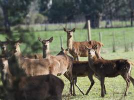 Red Deer on a farm in North-East Victoria - Captured at VIC.