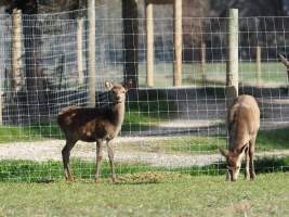 Red Deer on a farm in North-East Victoria - Captured at VIC.