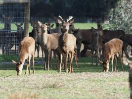 Red Deer on a farm in North-East Victoria - Captured at VIC.