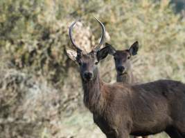 Red Deer on a farm in North-East Victoria - Captured at VIC.