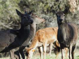 Red Deer on a farm in North-East Victoria - Captured at VIC.