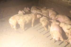 Pigs in grower pen - Captured at Glasshouse Country Farms, Beerburrum QLD Australia.