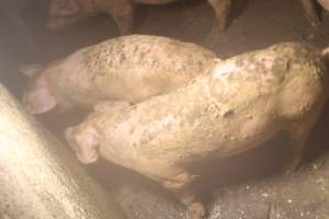 two pigs in pen - Captured at Glasshouse Country Farms, Beerburrum QLD Australia.