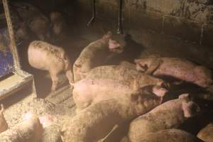 Pigs in the corner - Captured at Glasshouse Country Farms, Beerburrum QLD Australia.