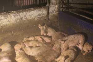 Pigs - Captured at Glasshouse Country Farms, Beerburrum QLD Australia.