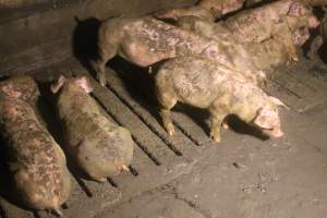 Pigs in waste - Captured at Glasshouse Country Farms, Beerburrum QLD Australia.